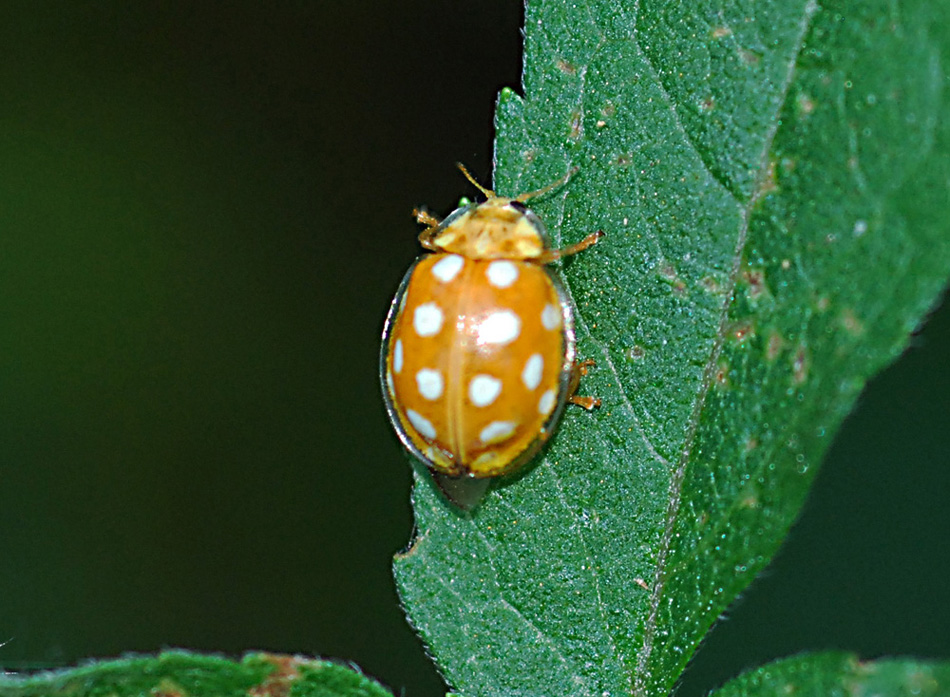 Calvia quatuordecimguttata